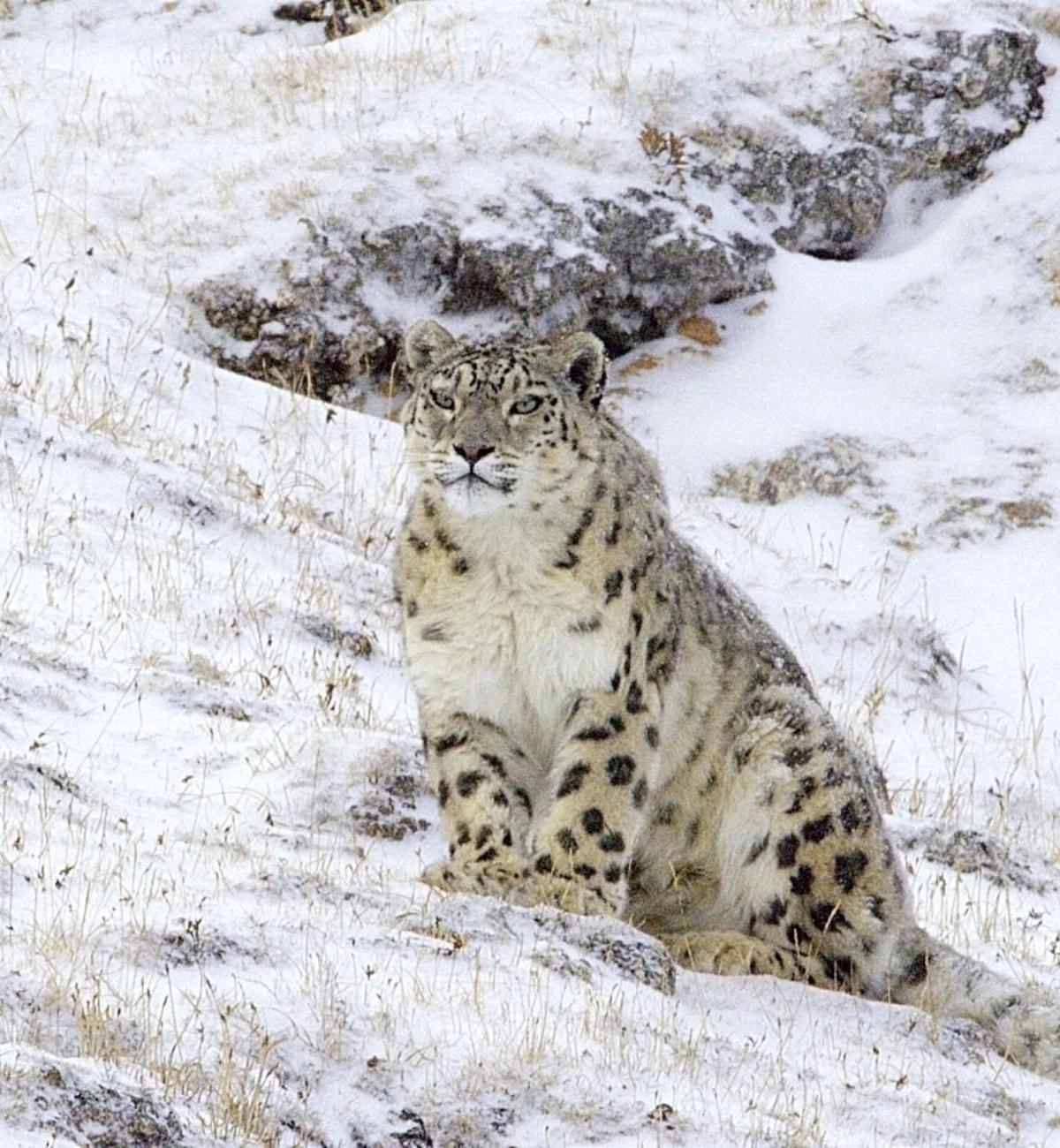 Capturing the Wild at Wild Fest Events