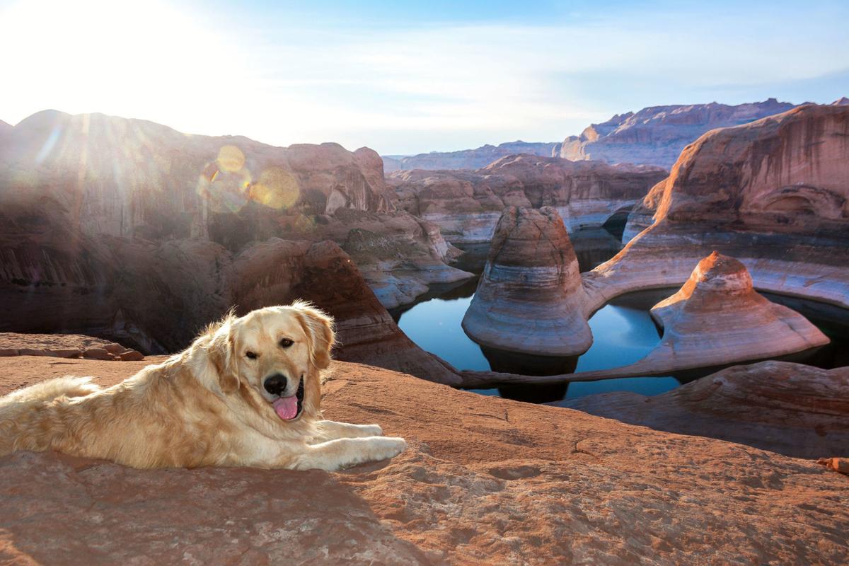 Meet The Jhpeakpets Winner Summit The Golden Is Always Pup For Adventure Peak Pets Jhnewsandguide Com