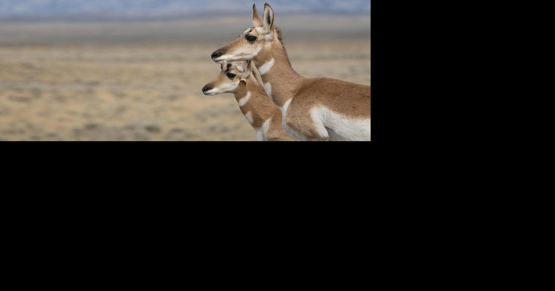 Public comment vital to 'Path of the Pronghorn' corridor designation
