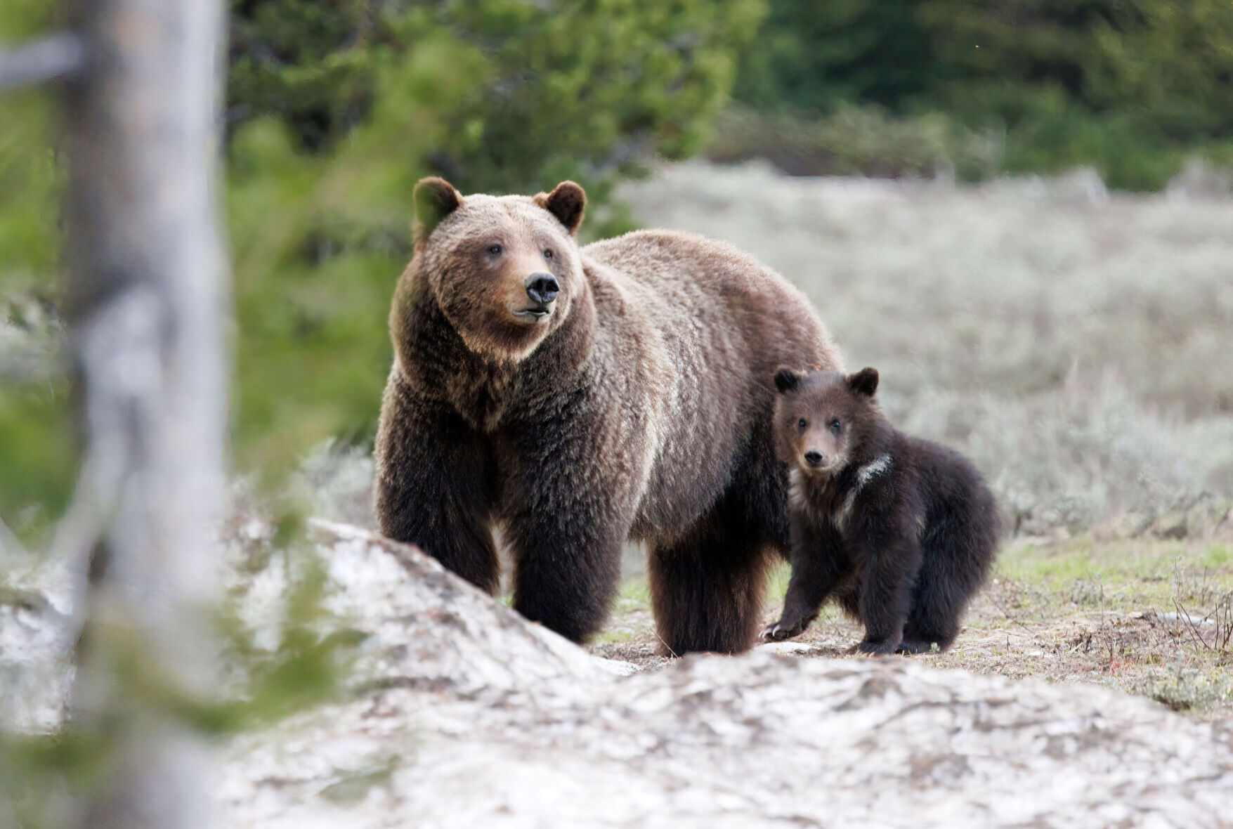 With One Cub, Grizzly 399 Is The Oldest Known Grizzly Mother In The ...