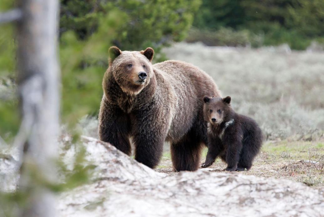 With one cub, Grizzly 399 is the oldest known grizzly mother in the