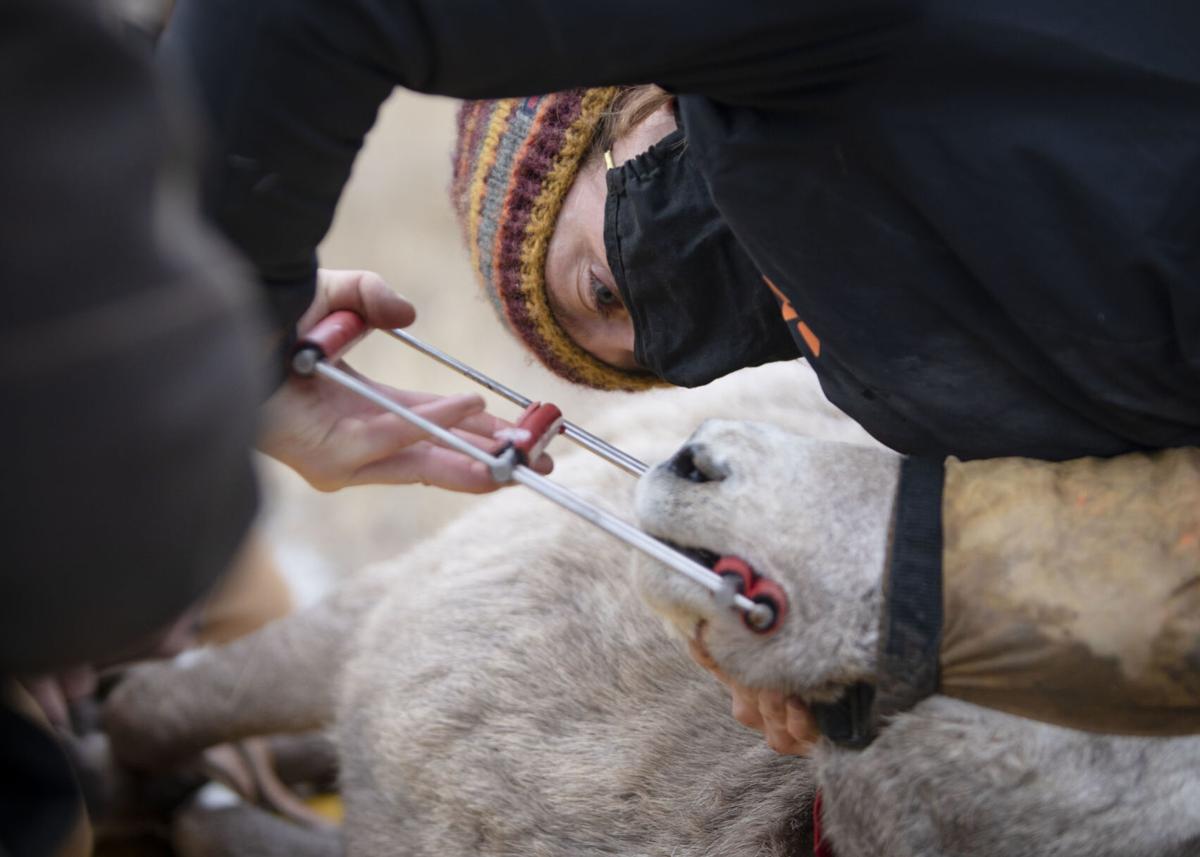 Bighorn sheep study