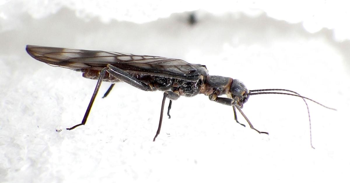 Wyoming’s only threatened insect discovered in more high-country ...