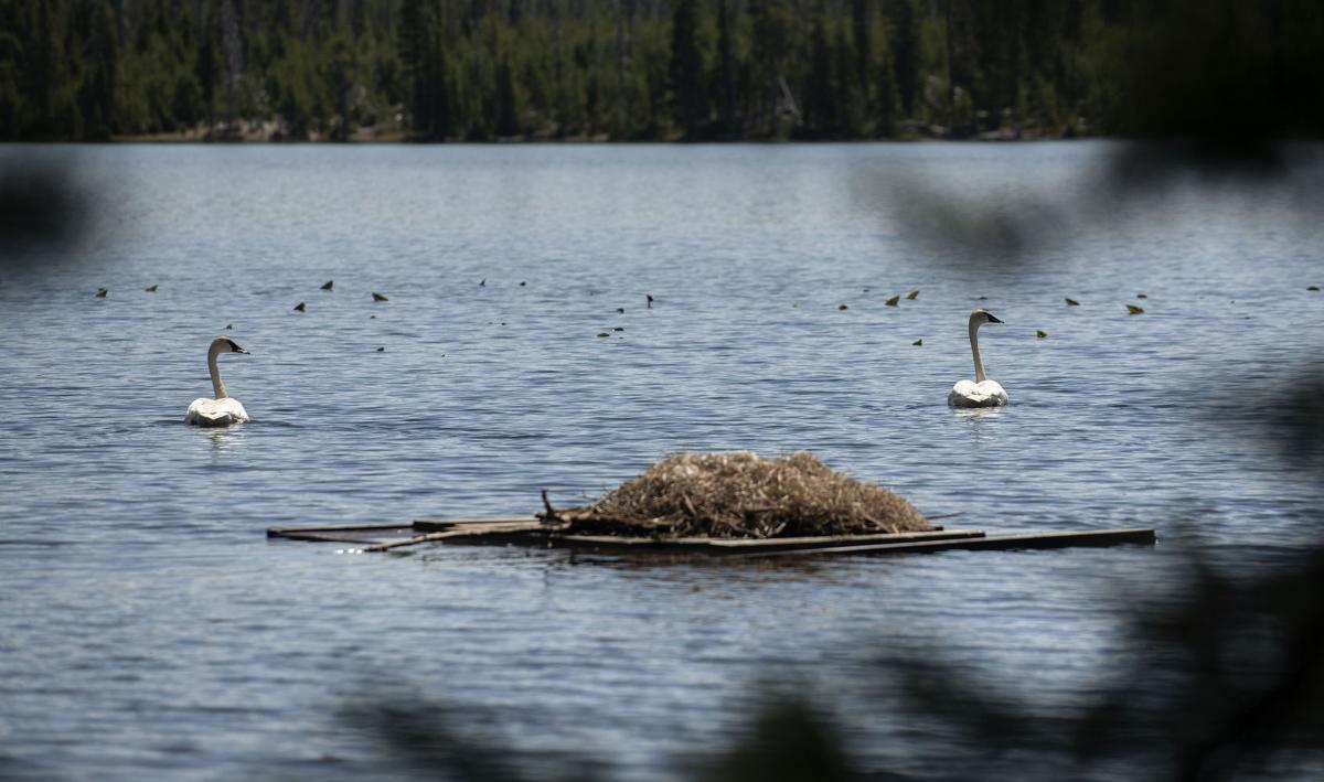 Yellowstone trumpeters fight a ‘swan song’