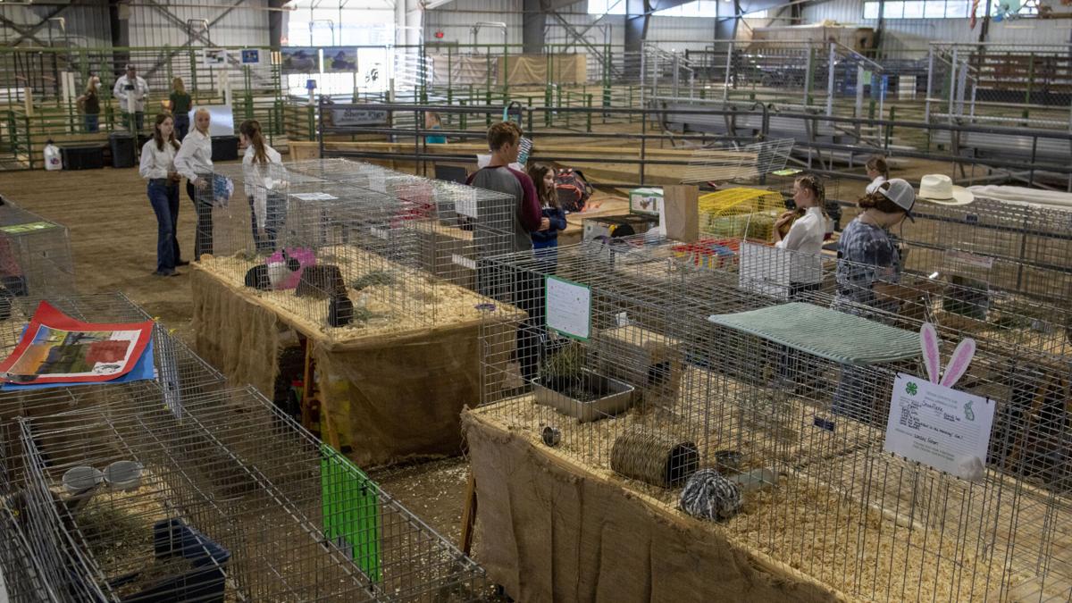 Rabbit Show