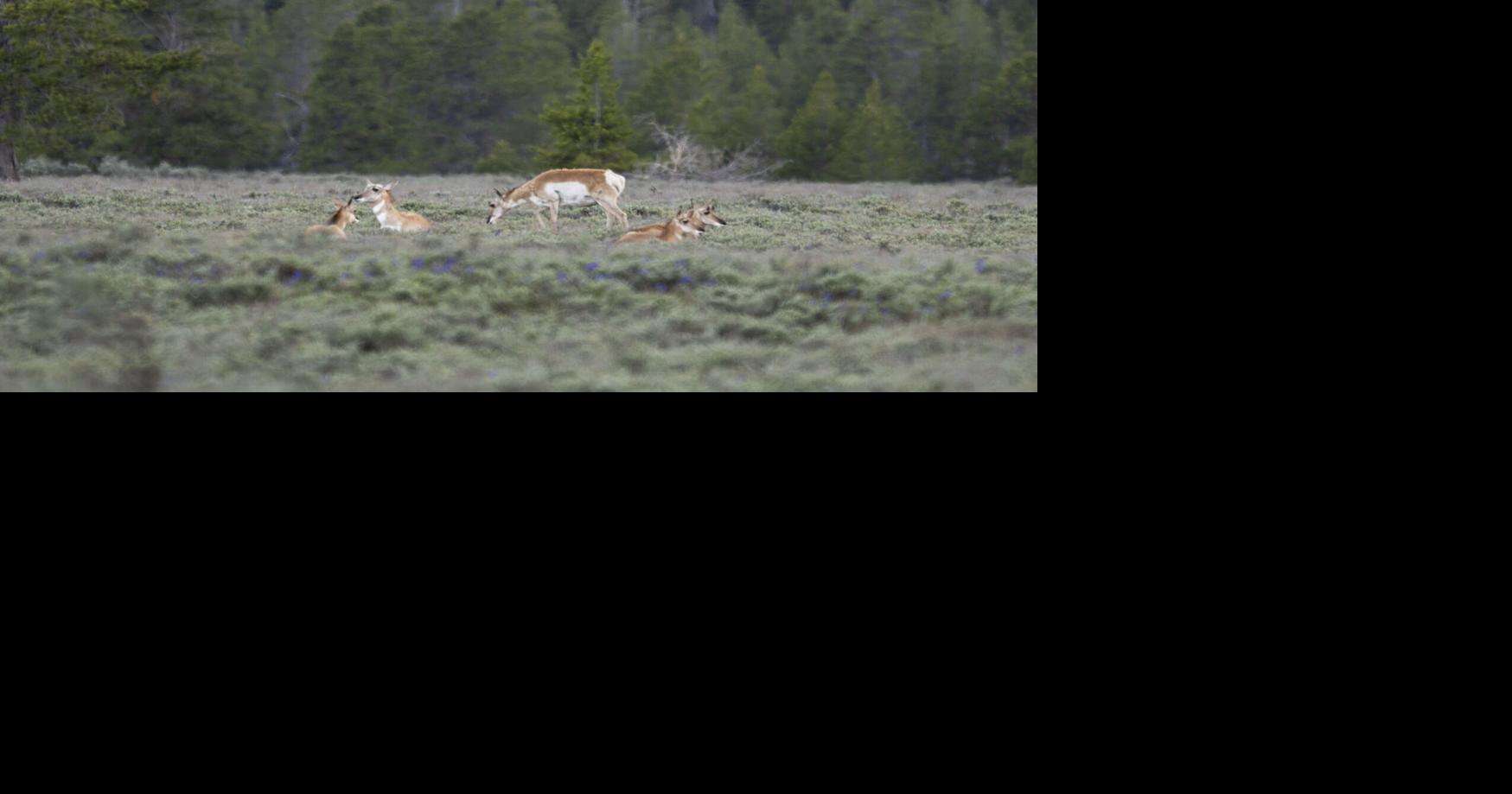 After years of debate, Gov. Gordon protects ‘Path of the Pronghorn’