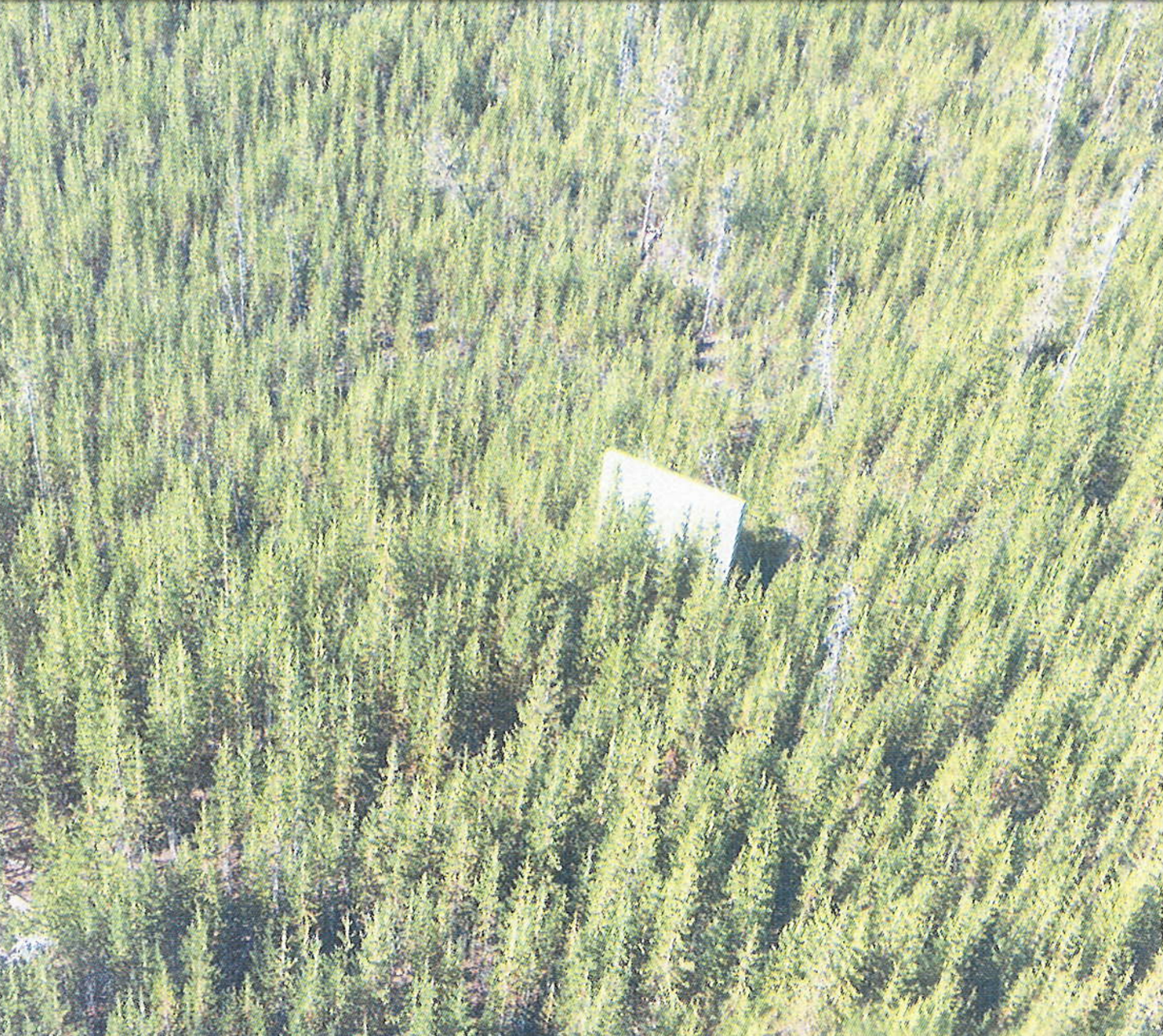 Tree Trimming In Recommended Old Faithful Wilderness Turns A Head Environmental Jhnewsandguide Com