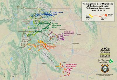 migration deer mule yellowstone greater elk mapping region ecosystem jackson jhnewsandguide wy migrations hole science
