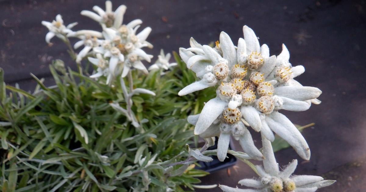 Edelweiss good in both gardens and songs | Gardening | jhnewsandguide.com