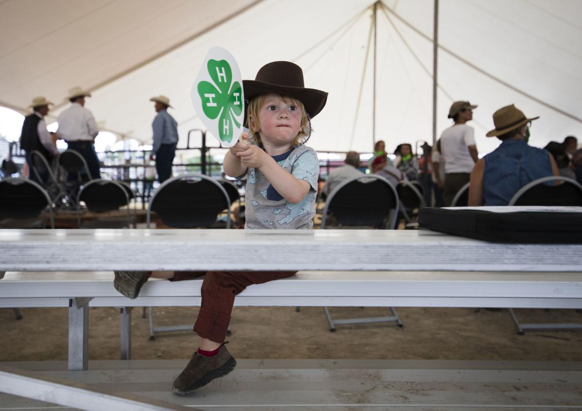 Teton County Fair livestock auction