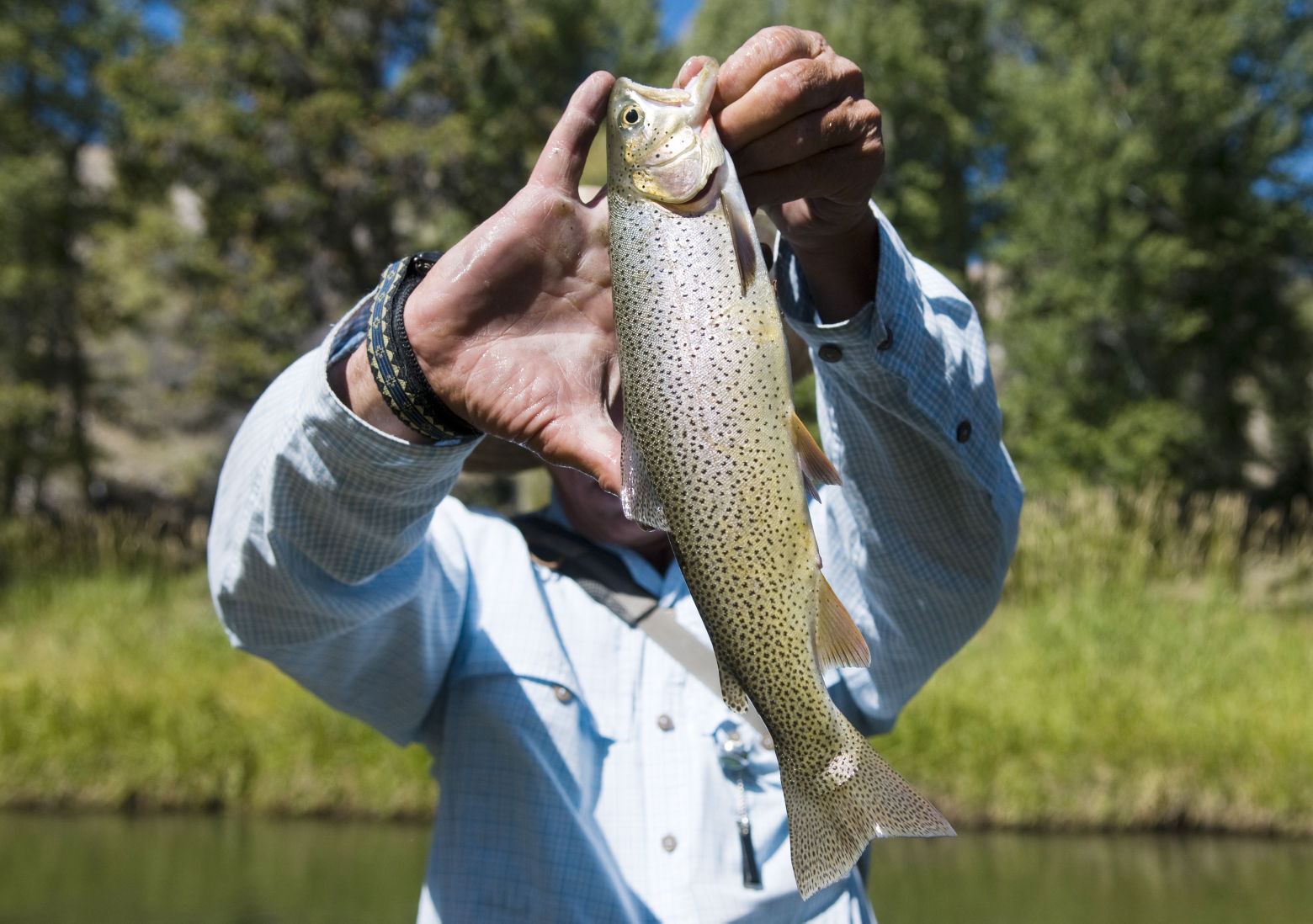 Rocky Mountain trout swim against climate threats - Vimarsana News