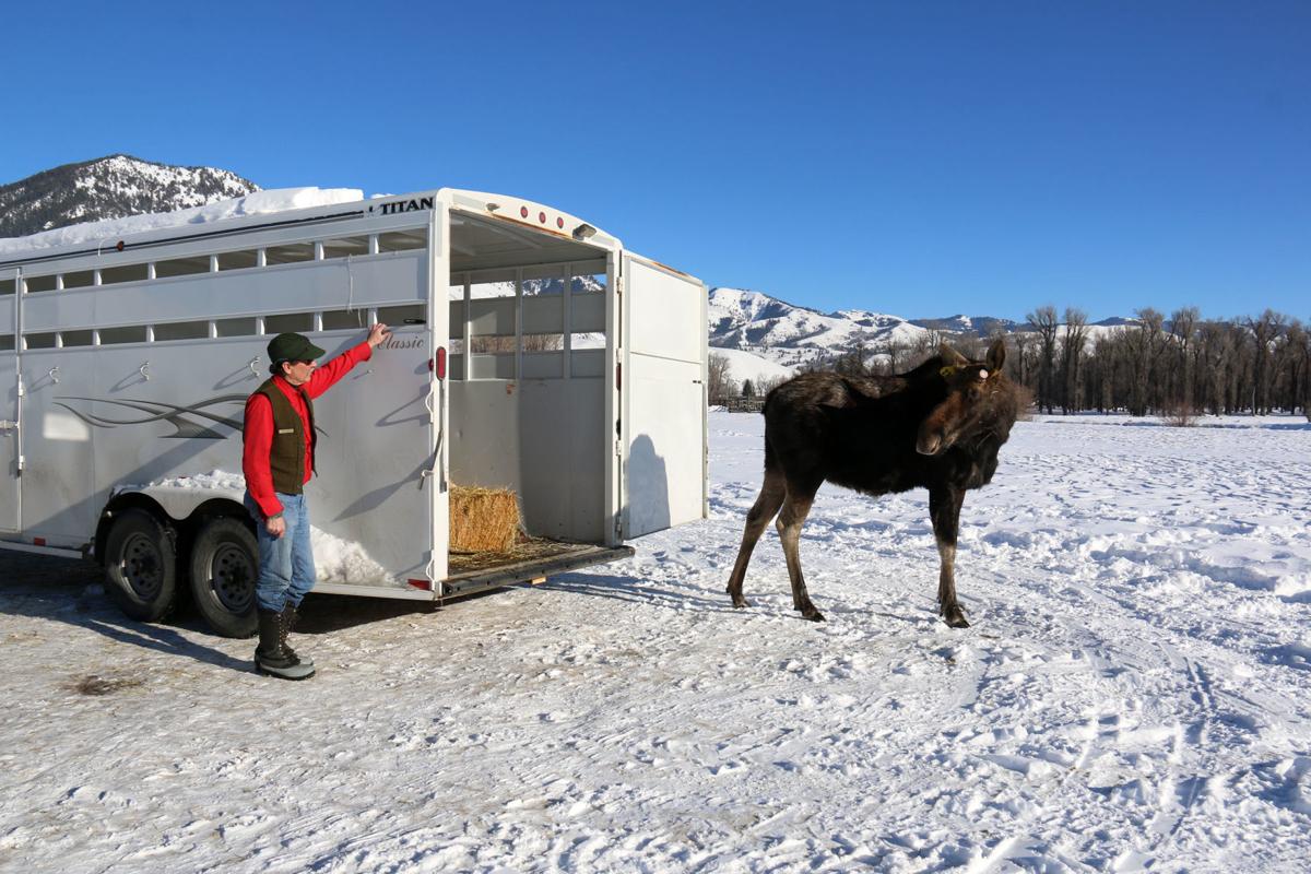Irritable moose is dehorned and relocated | Environmental |  jhnewsandguide.com