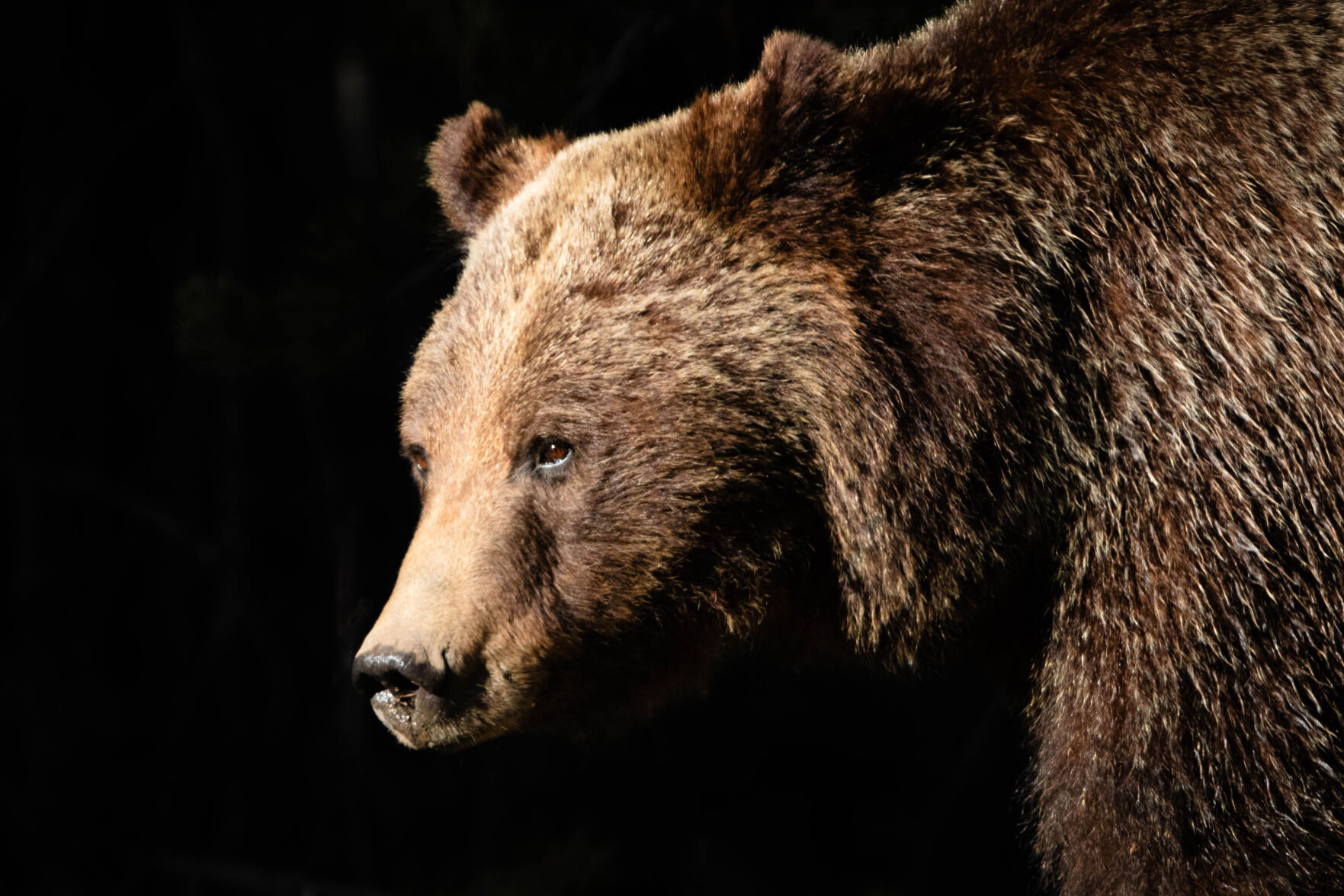 This bear's life: 399's death closes portal to the animal