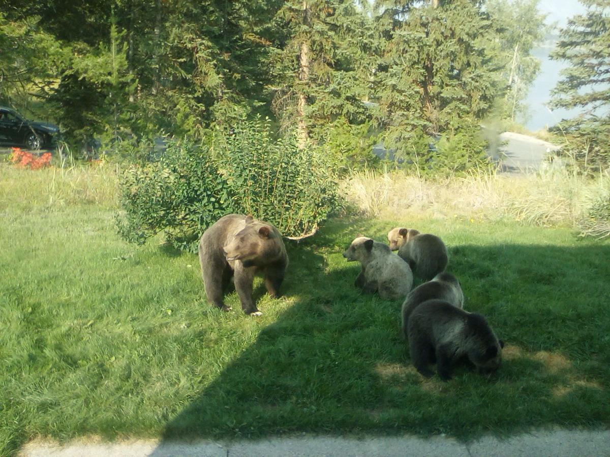 Five Famed Grizzlies Graze At Home Environmental Jhnewsandguide Com Five Famed Grizzlies Graze At Home Environmental Jhnewsandguide Com