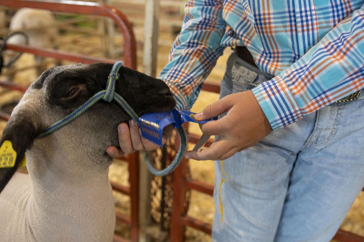 Livestock Auction