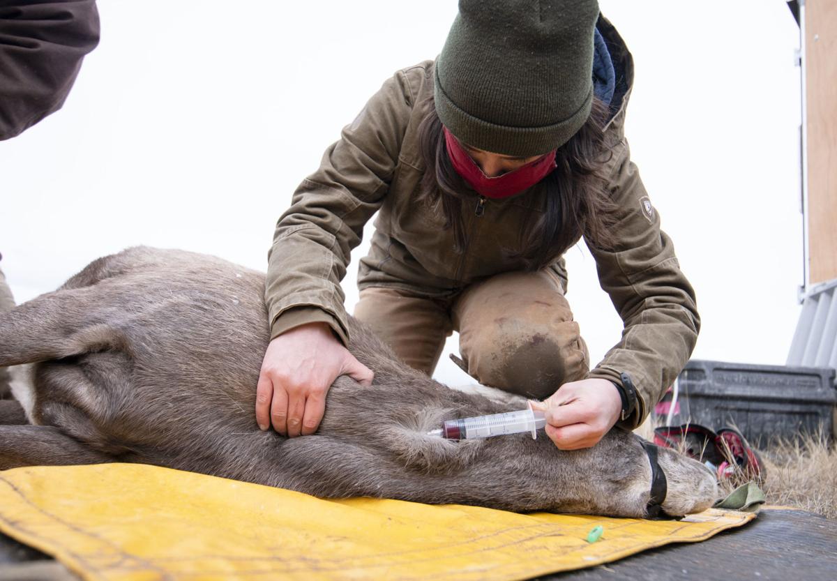 Bighorn sheep study