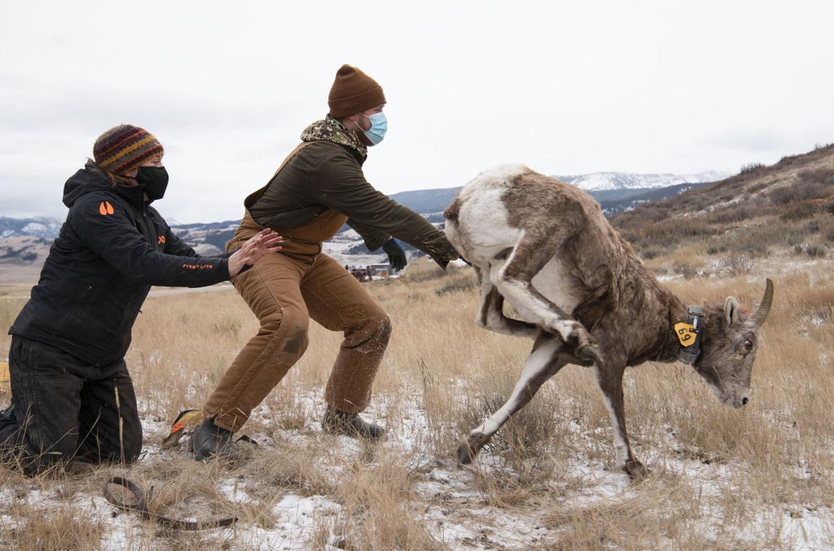 Bighorn sheep study