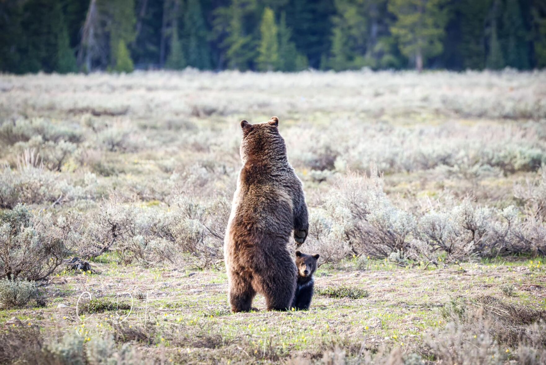 With one cub, Grizzly 399 is the oldest known grizzly mother in