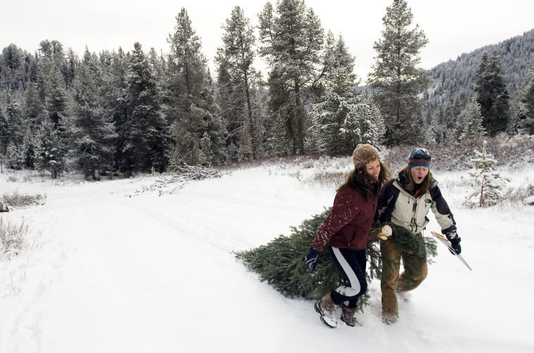 Christmas tree hunting can be easy, or work Events