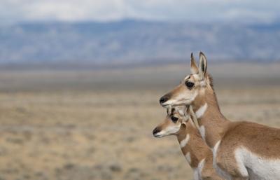 Drought, disease decrease antelope, deer hunts statewide ...