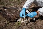 Raptor center retrieves dead eagle