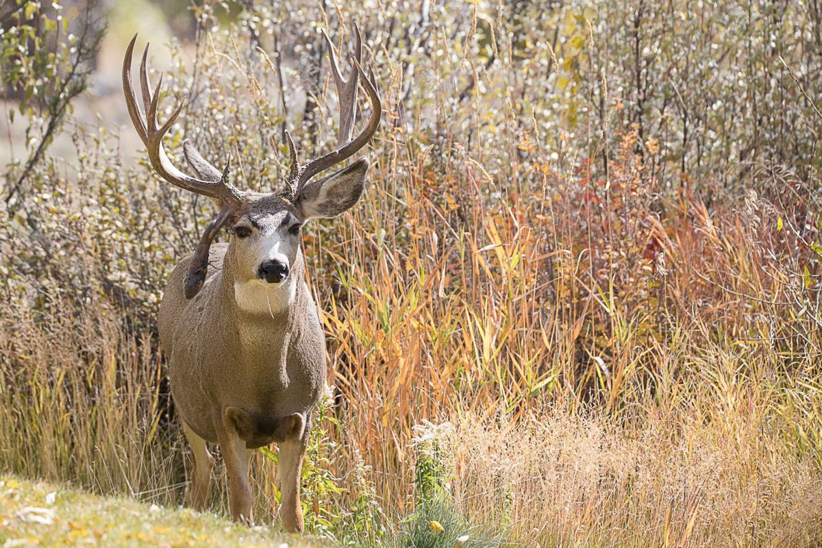 Drop-tine deer drifts around Jackson Hole | Environmental ...