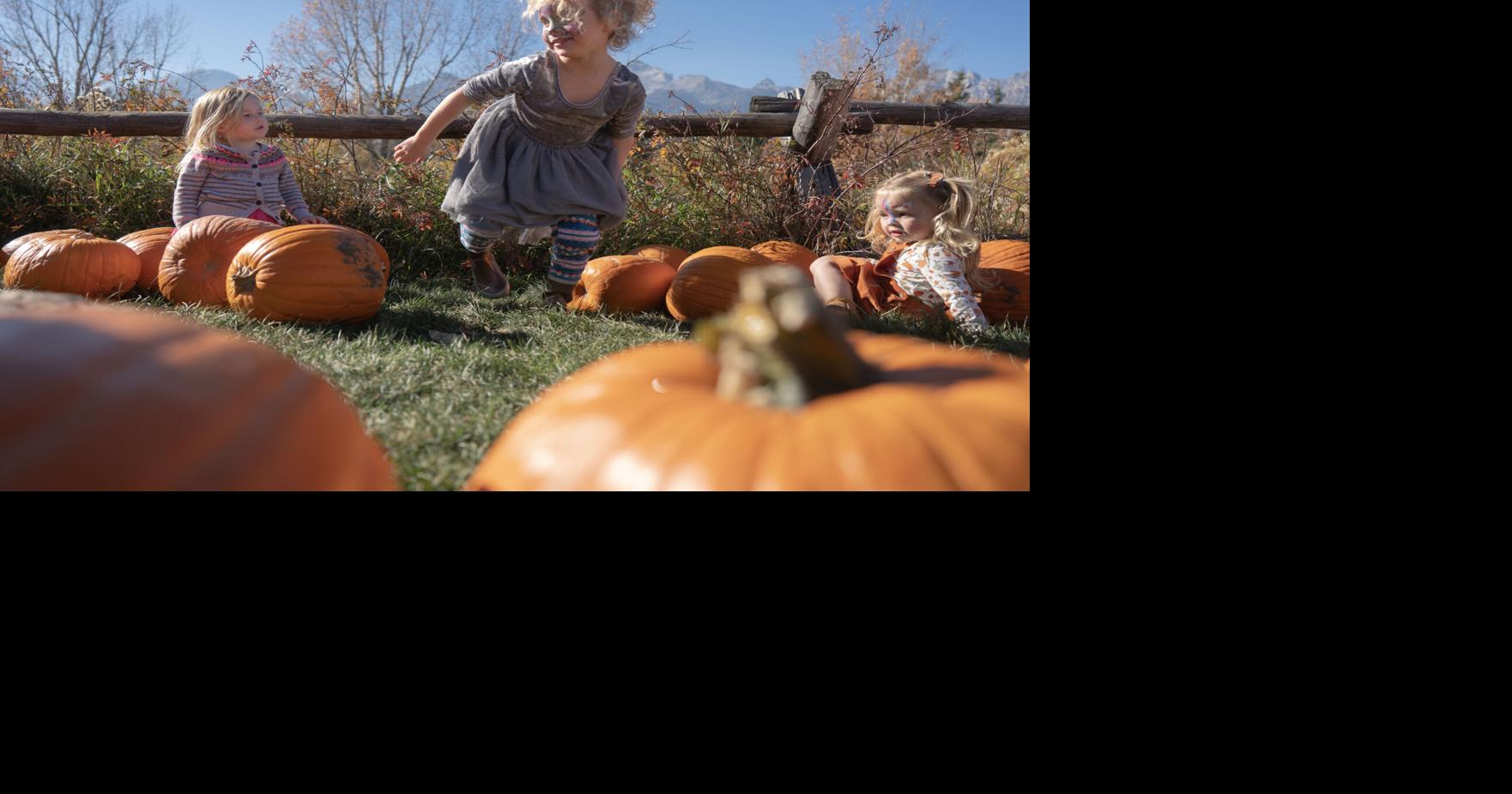 Dornan’s Pumpkin Patch Stand Alone