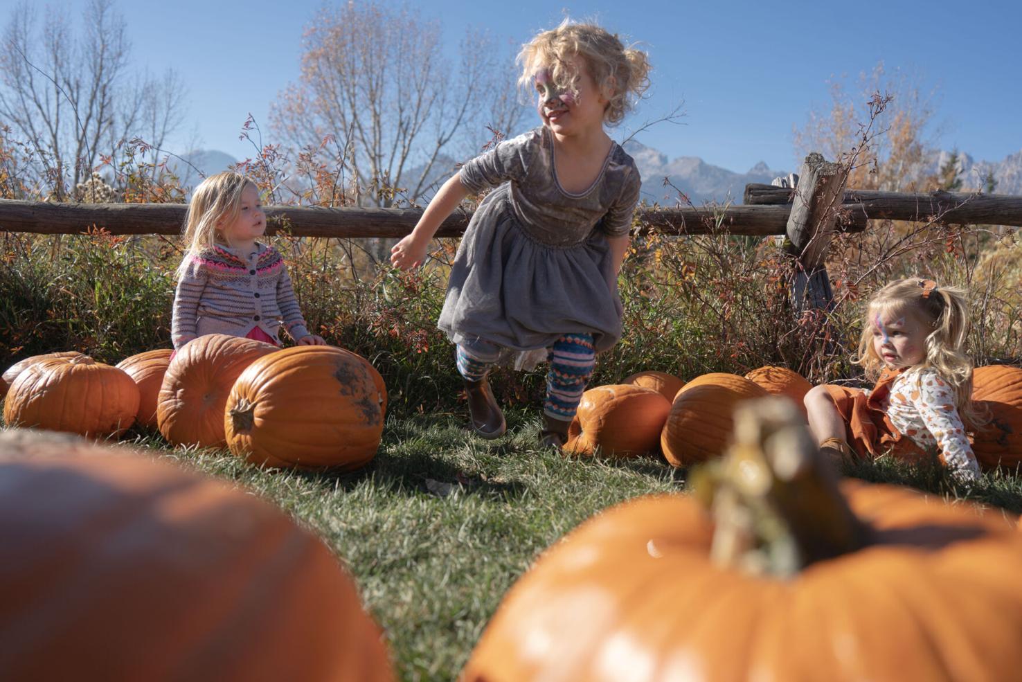 Dornan’s Pumpkin Patch Stand Alone