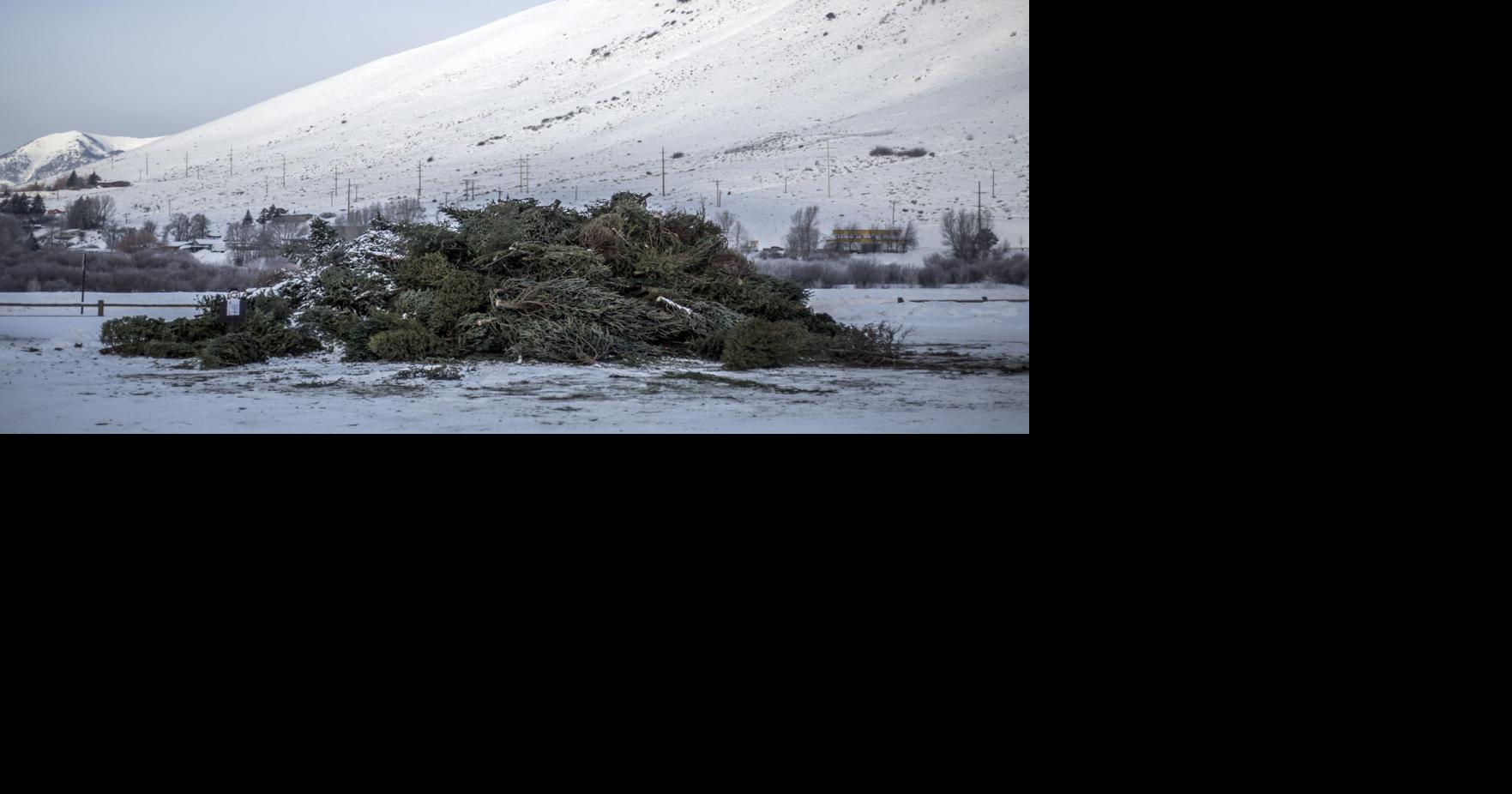 Jackson Township Ohio Christmas Tree Disposal 2022 Christmas Tree Recycling Continues | Local | Jhnewsandguide.com