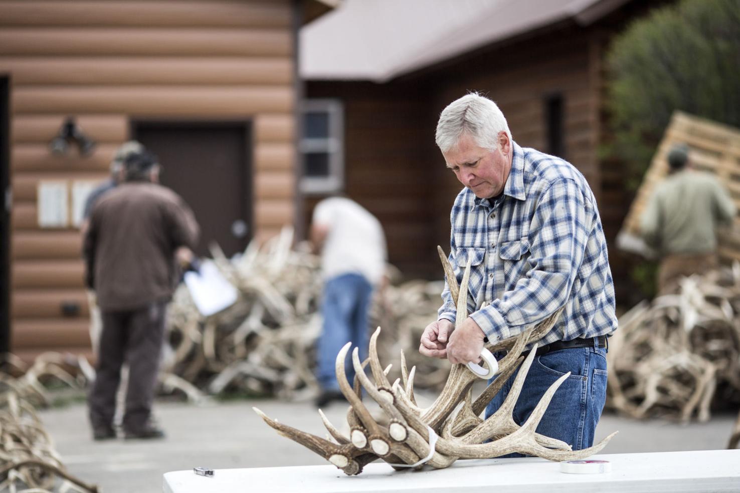 Antler Auction Local