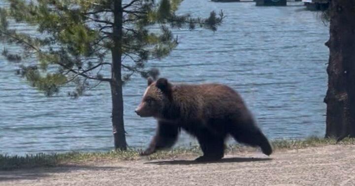 Teton park relocates two-year-old grizzly from Colter Bay