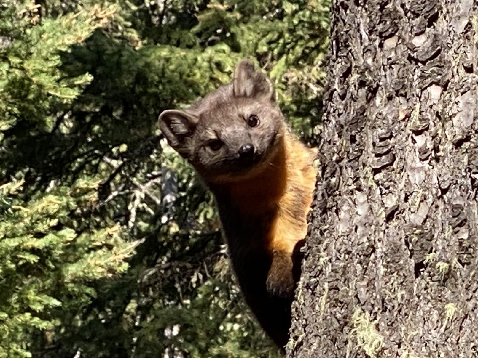 Caught On Camera: Peeking Pine Marten | The Hole Scroll ...