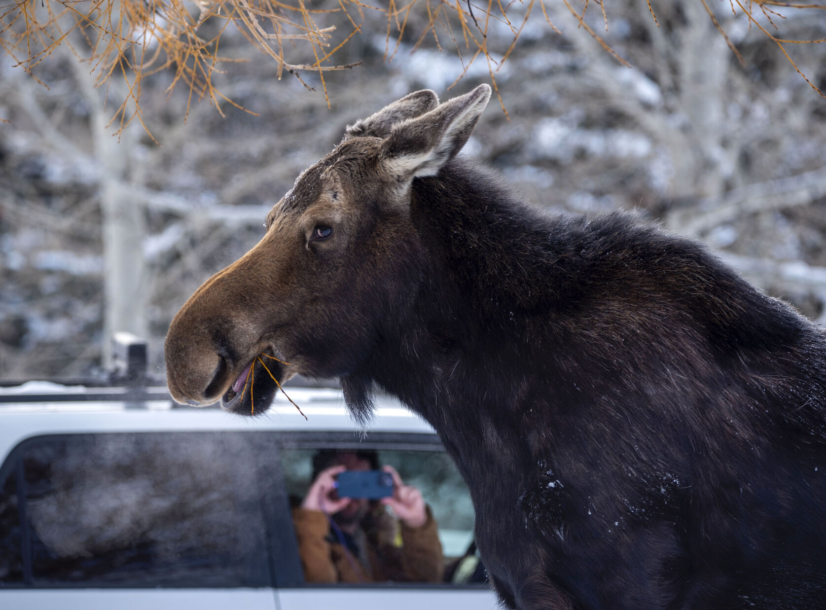 Moose on the loose in downtown Jackson Environmental