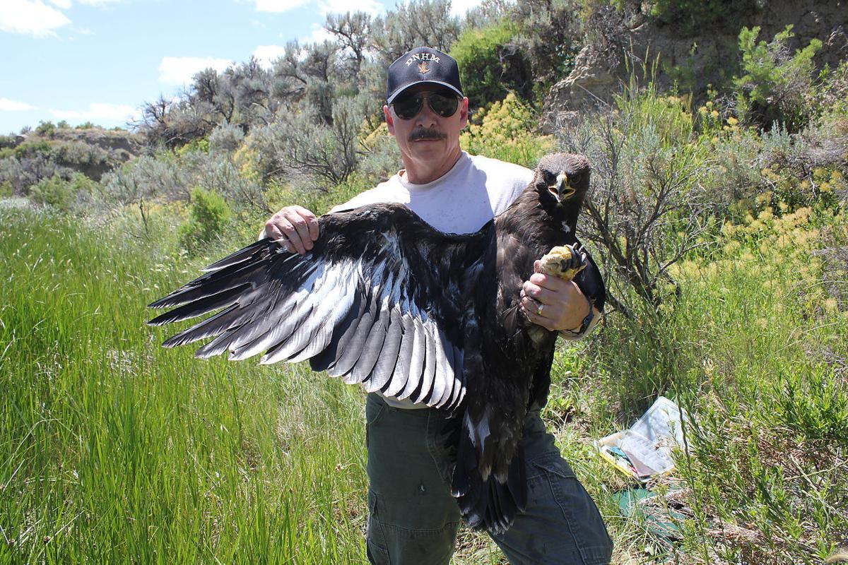 Golden Eagle Expert To Talk To Bird Club Events