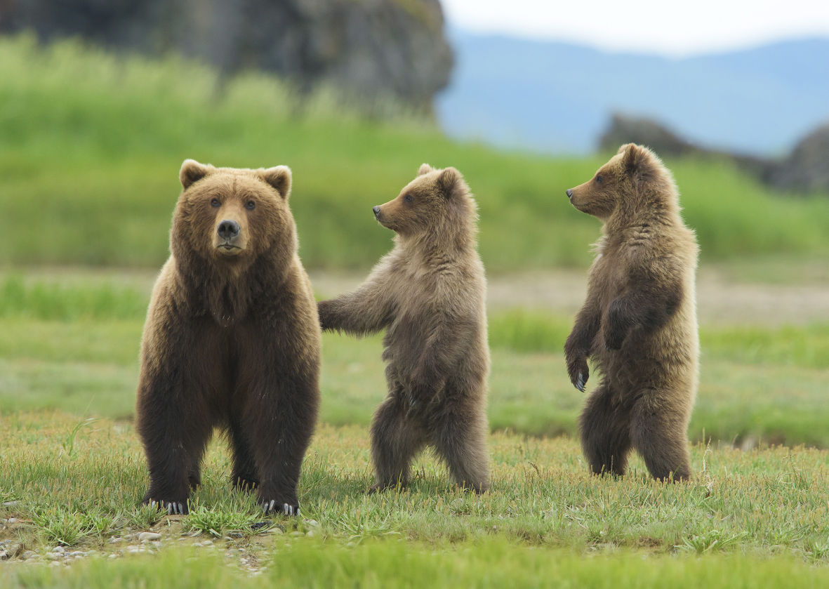 Mangelsen shows new images of bear 399 Fall Arts Festival