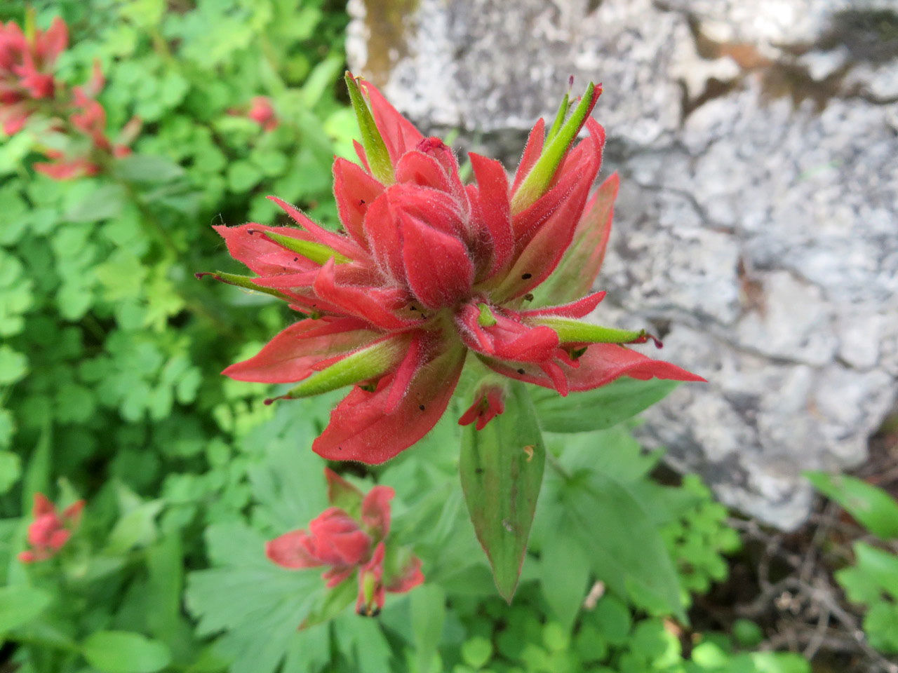 wyoming indian paintbrush