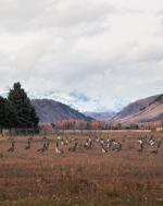Avian flu on the rise