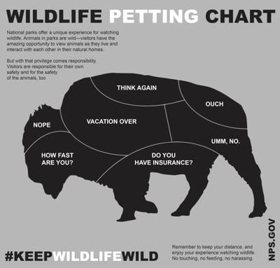 new park graphic teaches how to pet a bison wildlife chart