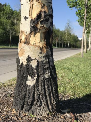 Beaver takes a chomp out of Snow King tree | Environmental ...