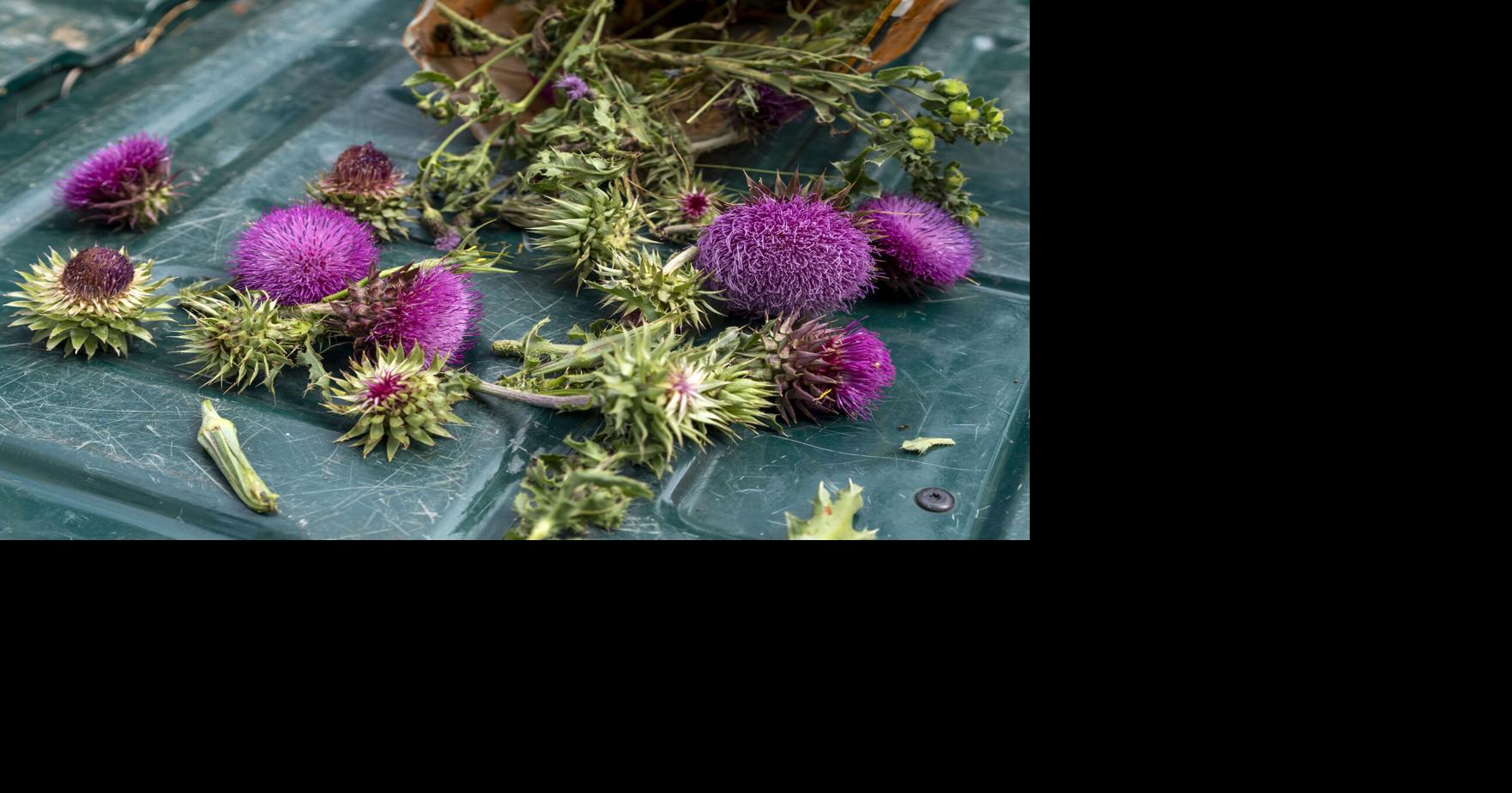 Community members attack invasive plants | Local | jhnewsandguide.com