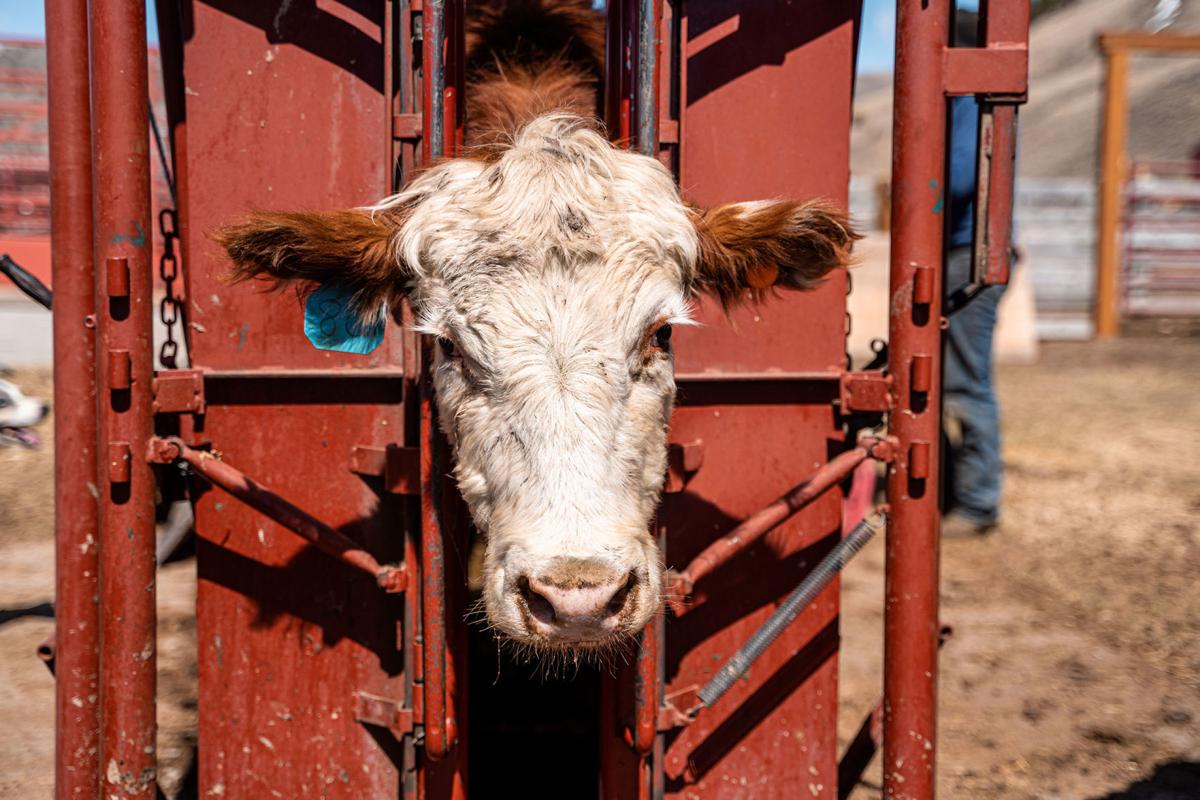 Rules for the Registration and Transfer of Jersey Cattle