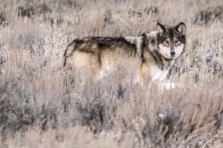 Wyoming reels over predator management after alleged wolf 'torture' in  Daniel, Environmental