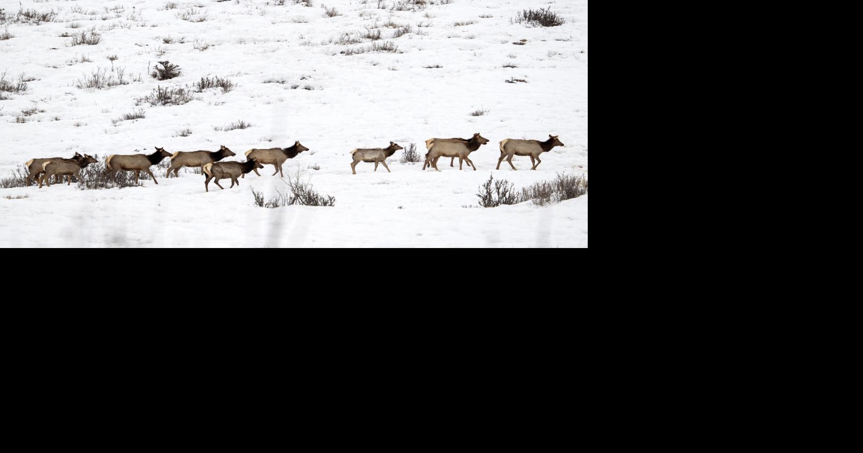 Game and Fish detects chronic wasting disease on Pinedale-area elk feedground