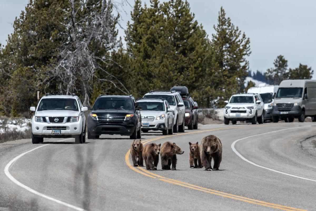 Grizzly bear 399