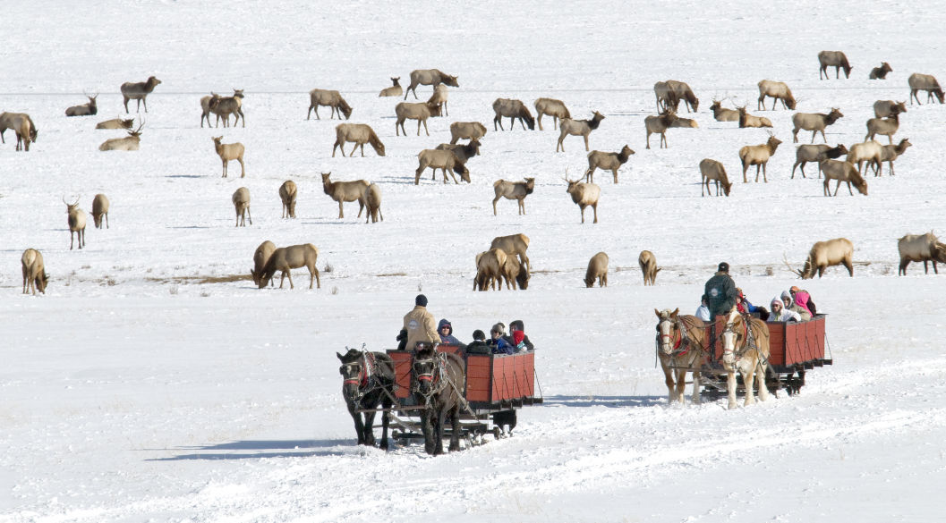Start your sleigh! Rides return to Elk Refuge Events