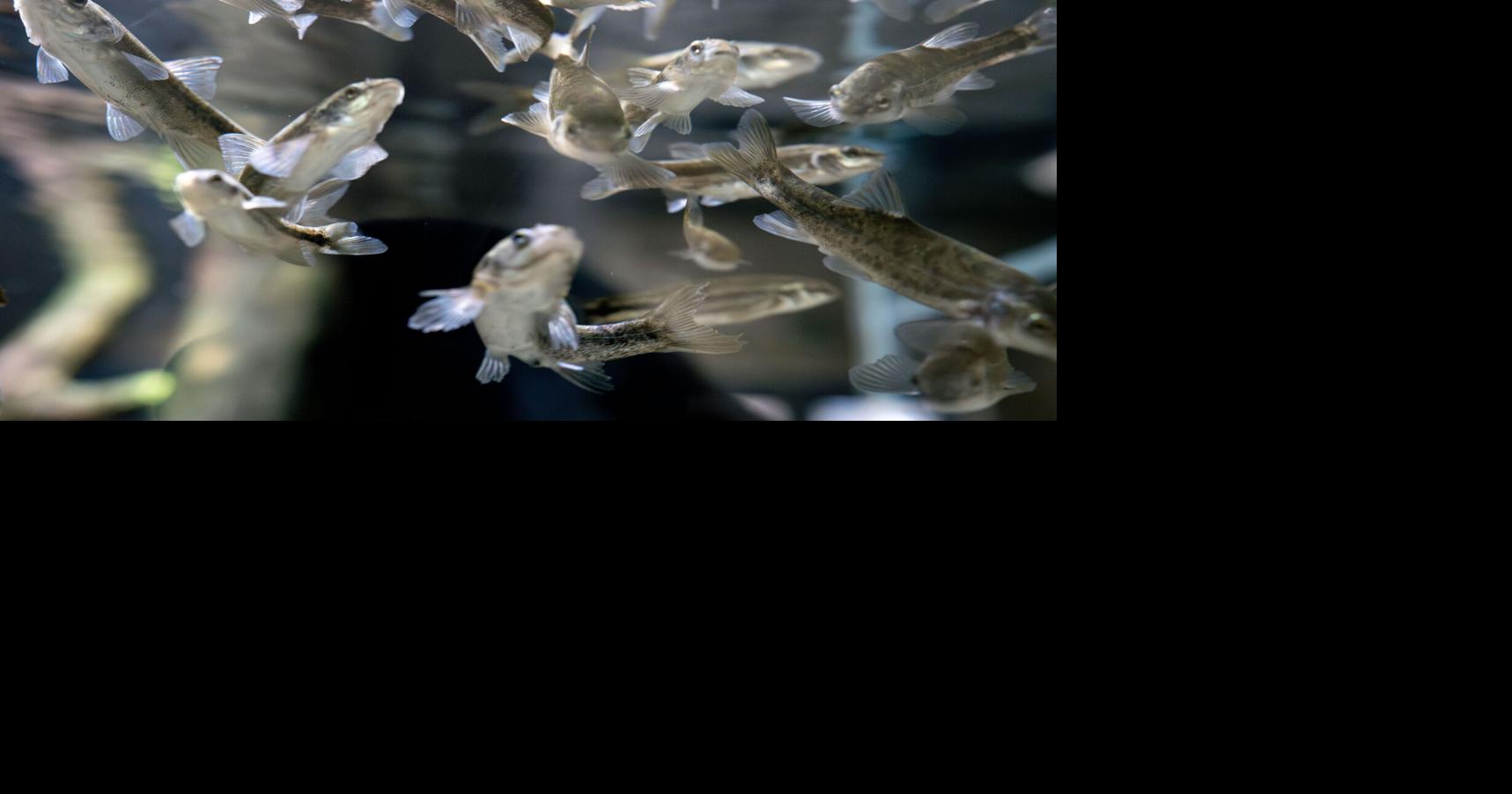Kendall Warm Springs dace at the National Fish Hatchery | Stand Alone ...