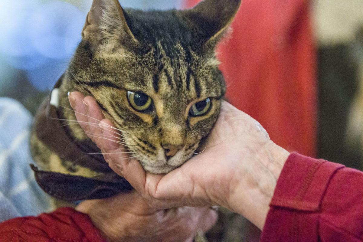 Chill cat joins Pet Partners Features