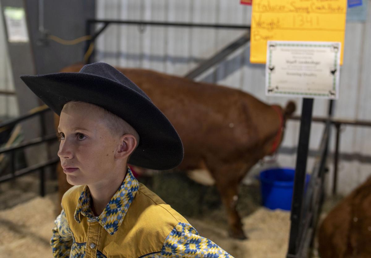 Livestock Auction