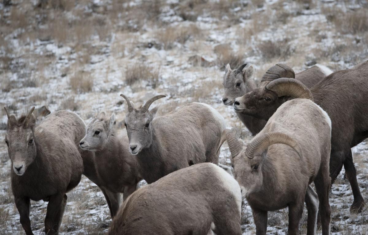 Bighorn sheep study