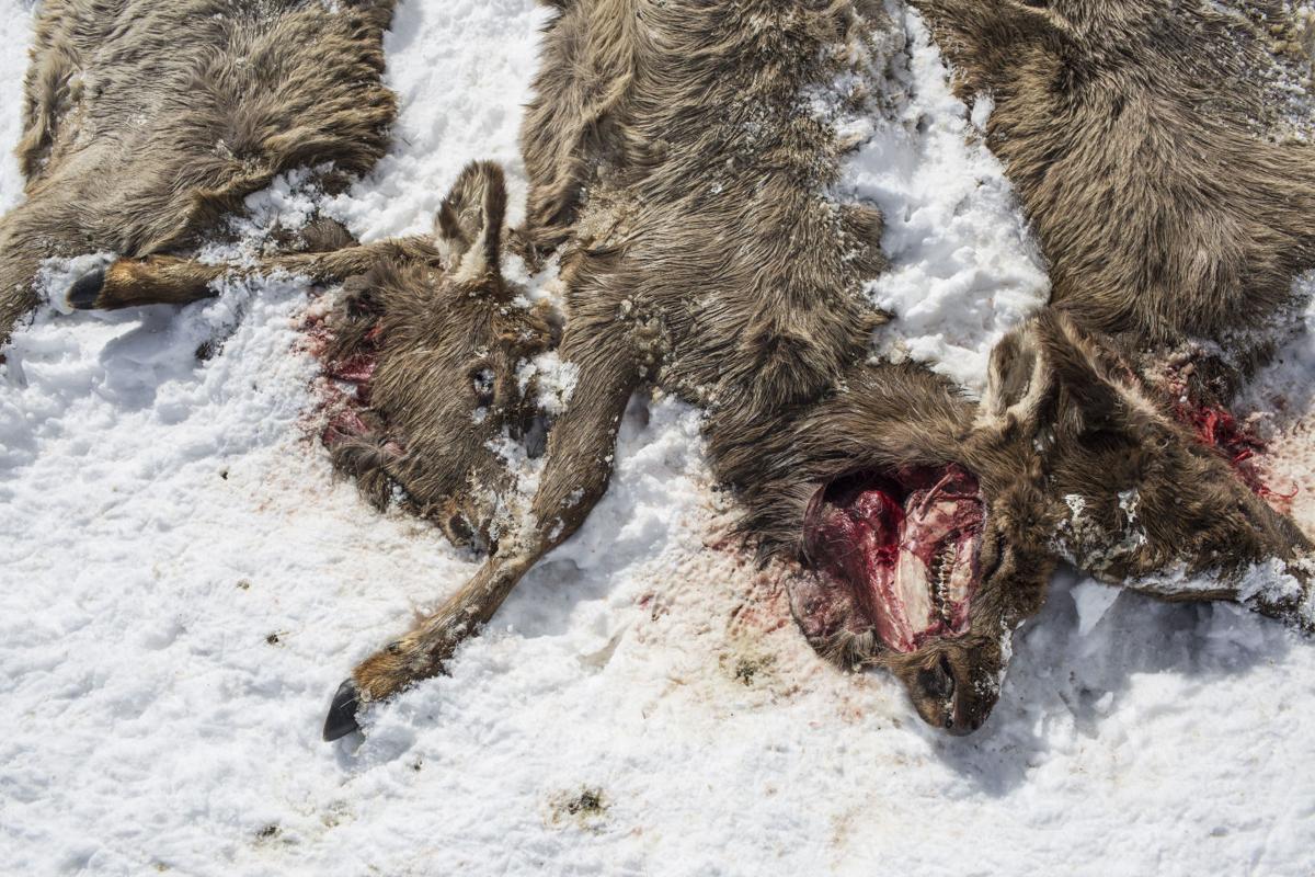 Wolves kill 19 elk near Bondurant | Local | jhnewsandguide.com